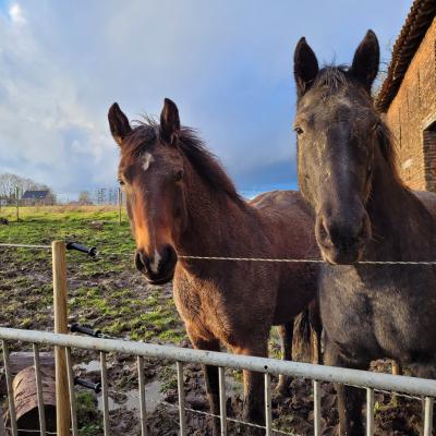Thalika et Indiana