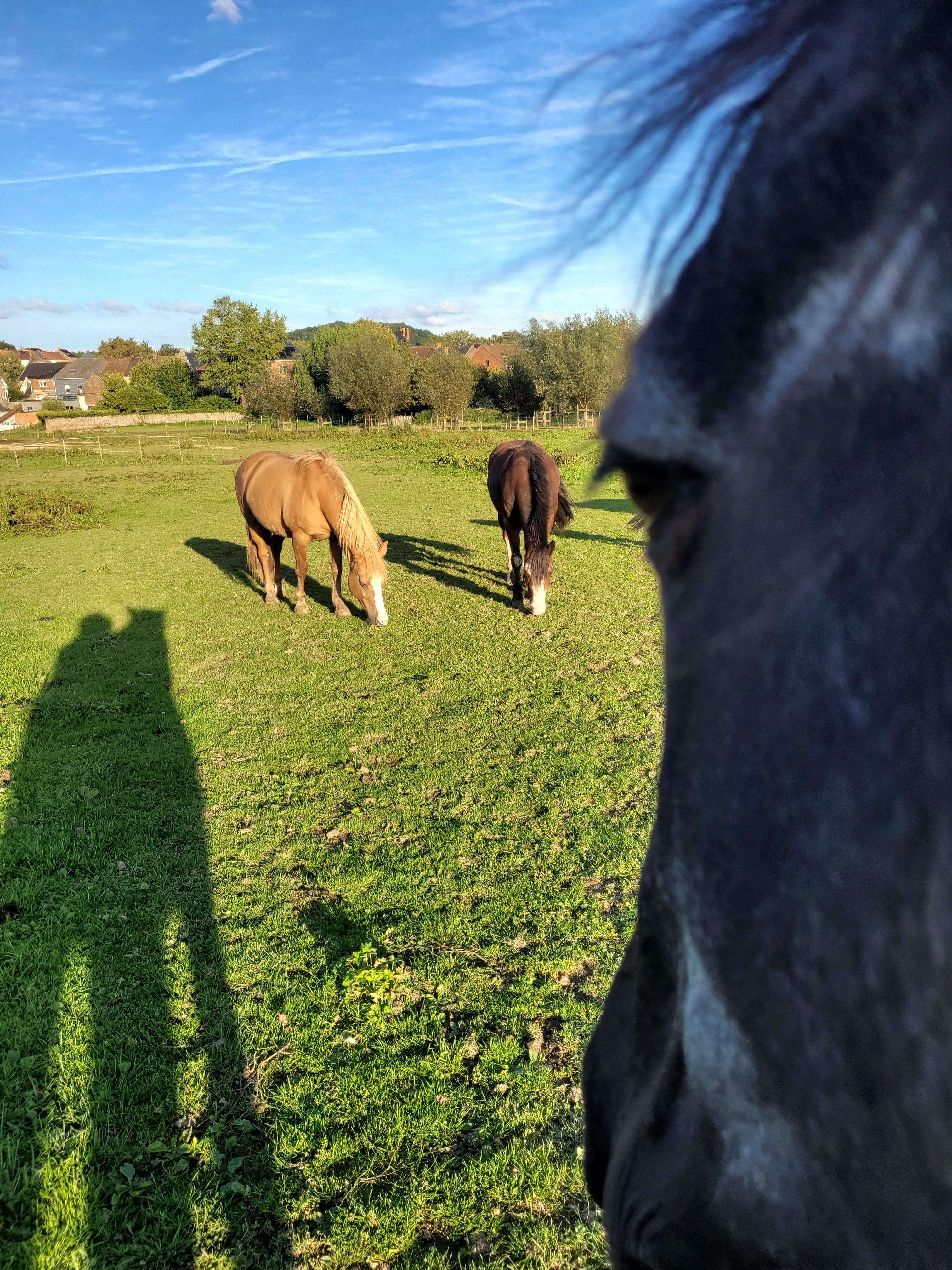 Regard Indiana : Kiwi et Cookies