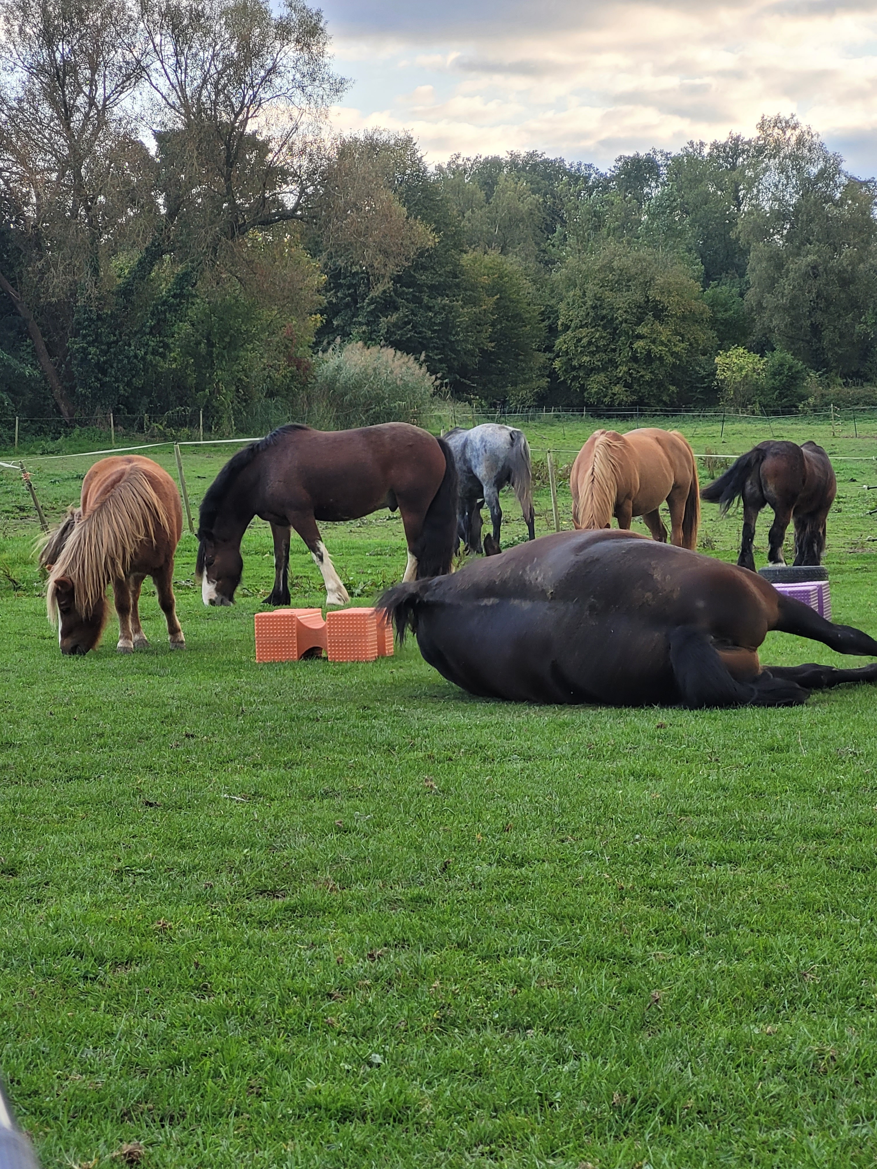 Bien-être des chevaux