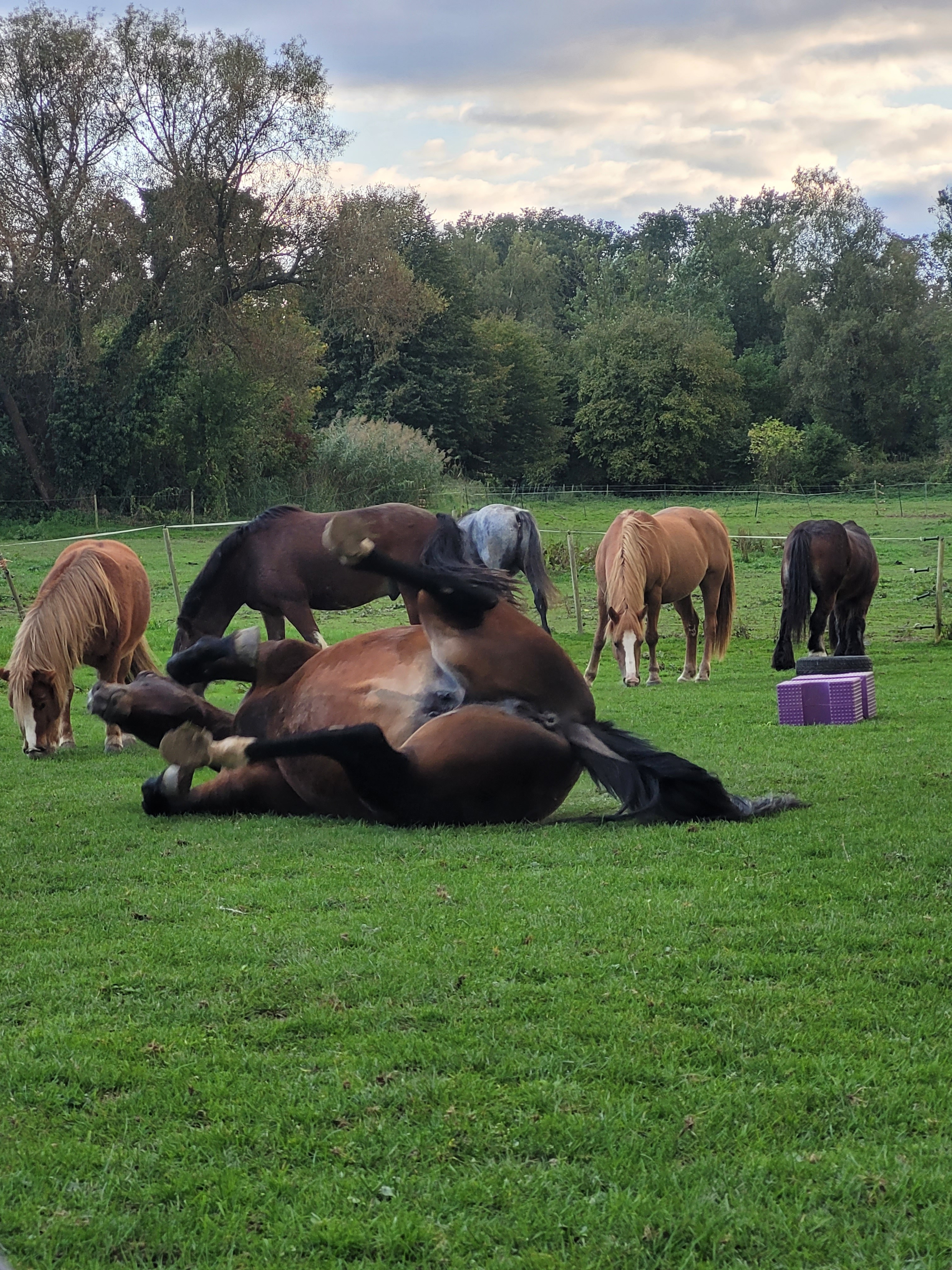Bien-être des chevaux