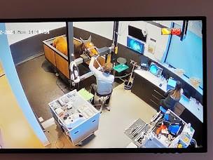 Soins aux chevaux et poneys