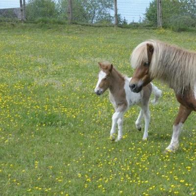 Flica et ouragan prairie