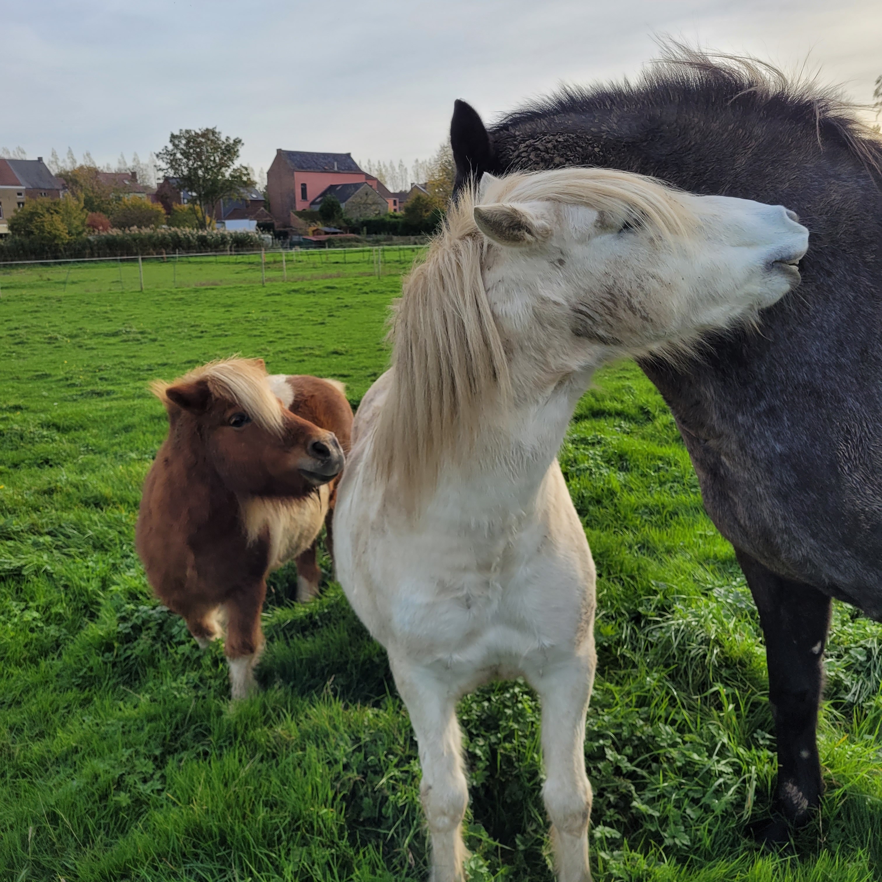 Emett Flica et Indiana