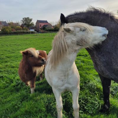 Emett Flica et Indiana