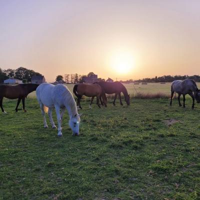 Les chevaux