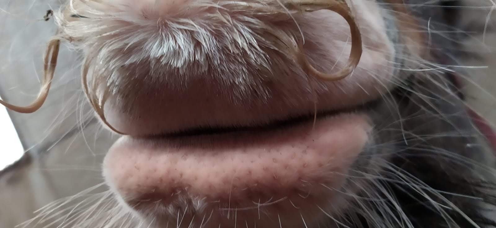 Moustache de Guess