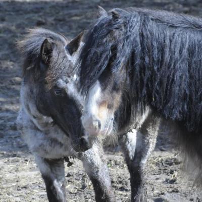 Nos chevaux