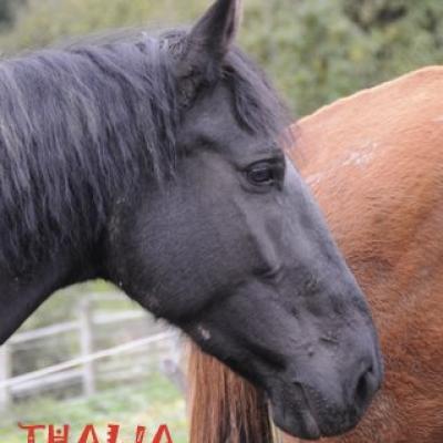 Thalia