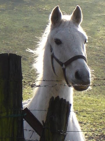 Kim mon premier cheval 