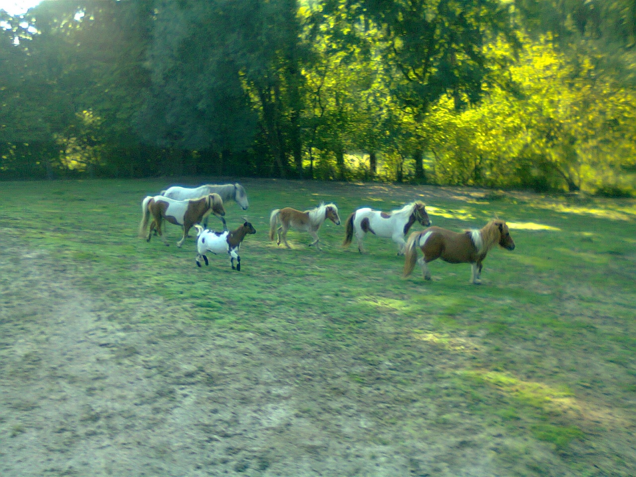 Les poneys