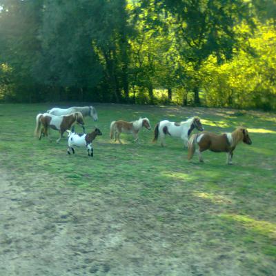 Les poneys