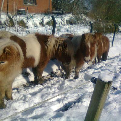 LES SHETLANDS