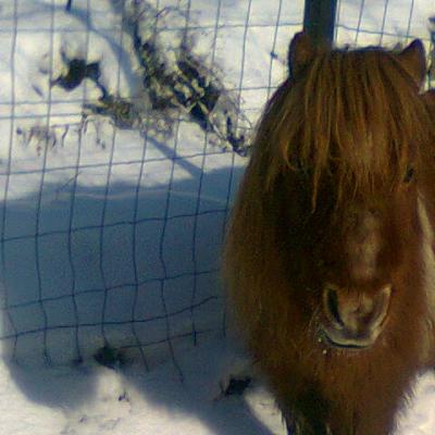 Les poneys
