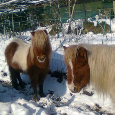 FLICA ET PALAM