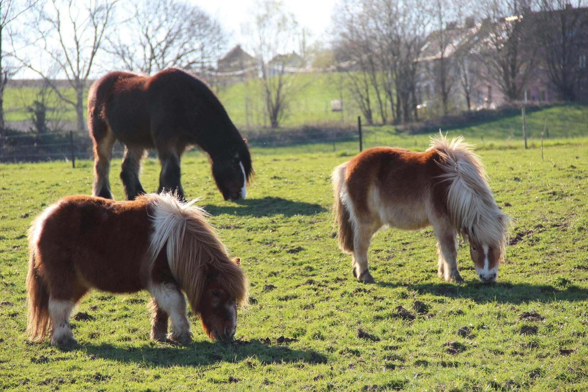 Poneysjpg
