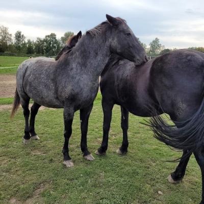 Thalia et indiana