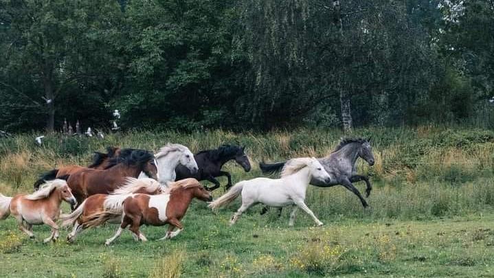 chevaux en liberté